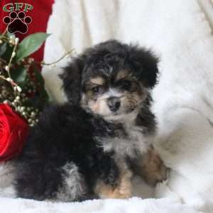 Kylie, Yorkie Mix Puppy