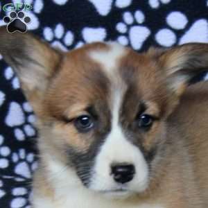 Kylie, Pembroke Welsh Corgi Puppy