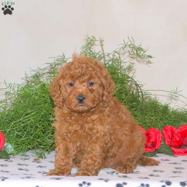 Kym, Mini Goldendoodle Puppy