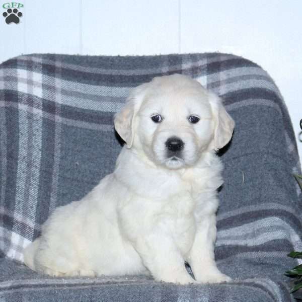 Lacey, English Cream Golden Retriever Puppy