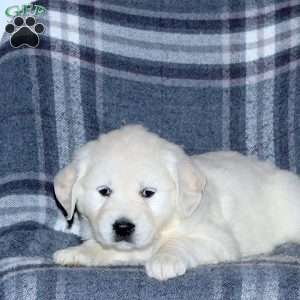 Lacey, English Cream Golden Retriever Puppy