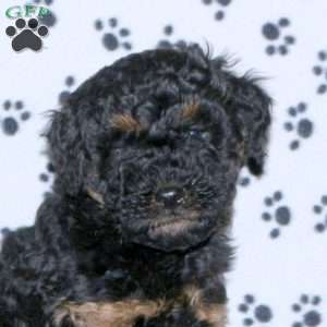 Lacey, Mini Whoodle Puppy