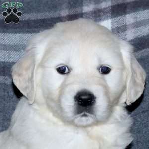 Lacey, English Cream Golden Retriever Puppy