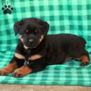 Lady, Rottweiler Puppy