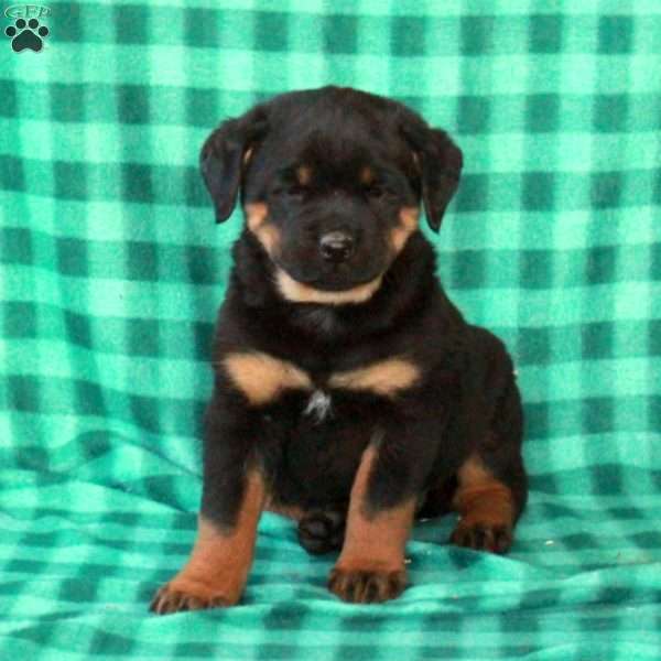 Lady, Rottweiler Puppy