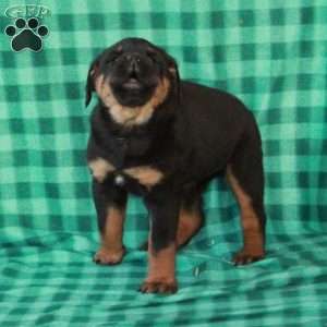 Lady, Rottweiler Puppy