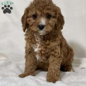 Lady, Cavapoo Puppy