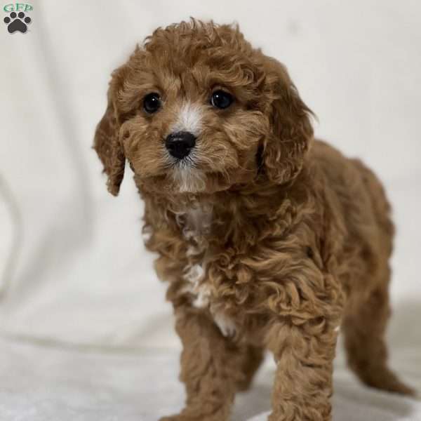 Lady, Cavapoo Puppy