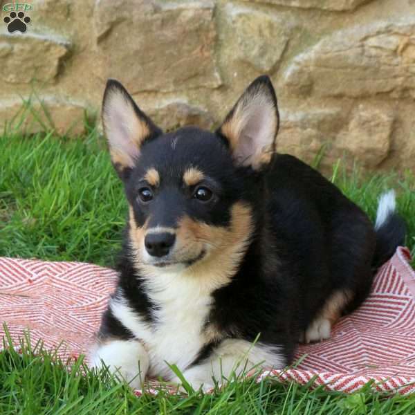 Lark, Pembroke Welsh Corgi Puppy