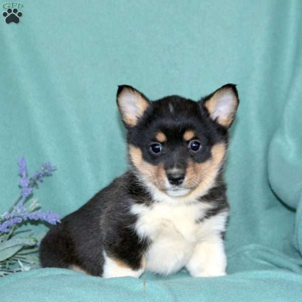 Lark, Pembroke Welsh Corgi Puppy