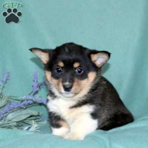 Lark, Pembroke Welsh Corgi Puppy