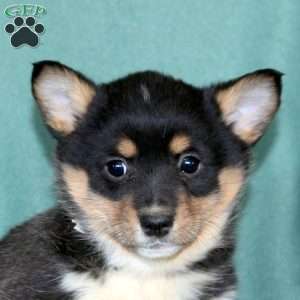 Lark, Pembroke Welsh Corgi Puppy