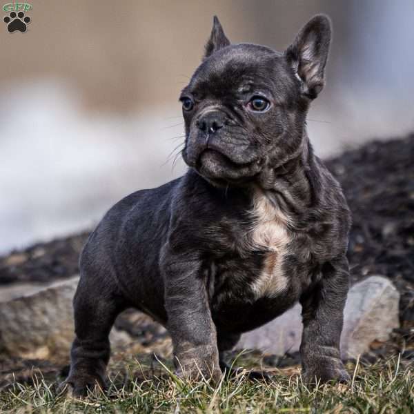 Lance, Frenchton Puppy