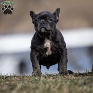 Lance, Frenchton Puppy