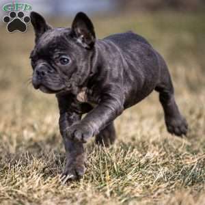 Lance, Frenchton Puppy