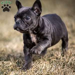 Lance, Frenchton Puppy