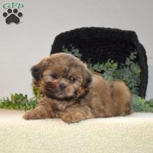 Latte, Shih Tzu Puppy