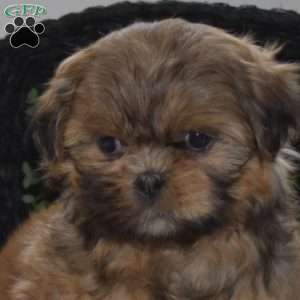 Latte, Shih Tzu Puppy