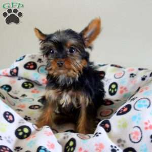 Latto, Yorkie Puppy