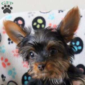 Latto, Yorkie Puppy