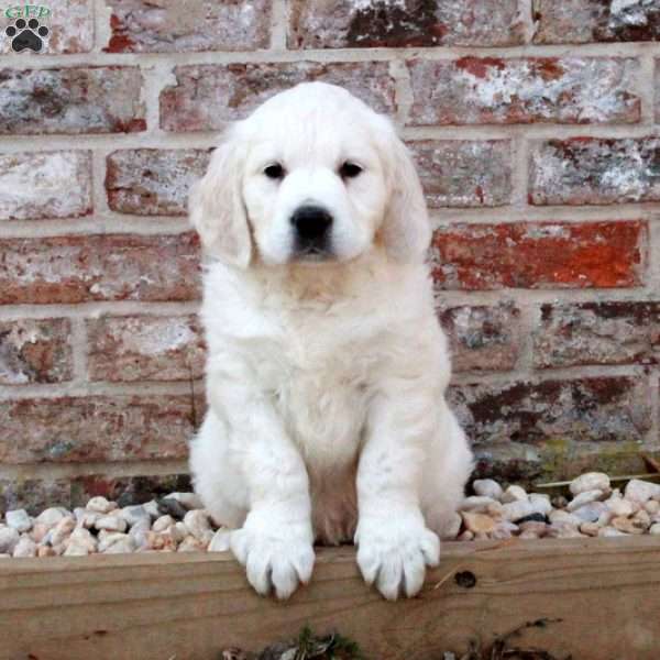 Laura, English Cream Golden Retriever Puppy