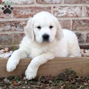 Laura, English Cream Golden Retriever Puppy