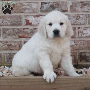 Laura, English Cream Golden Retriever Puppy