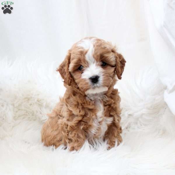 Laurel, Cavapoo Puppy