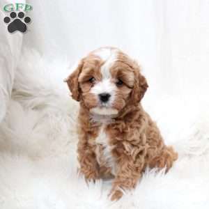 Laurel, Cavapoo Puppy