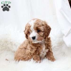 Laurel, Cavapoo Puppy