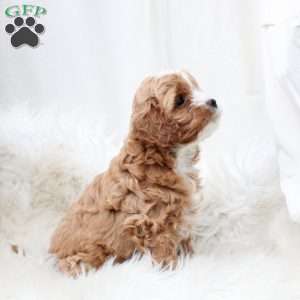 Laurel, Cavapoo Puppy