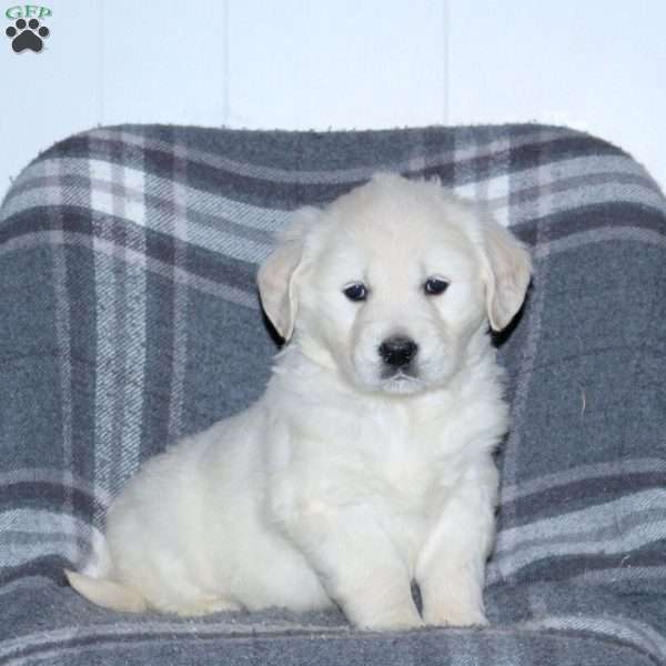 Lavender, English Cream Golden Retriever Puppy