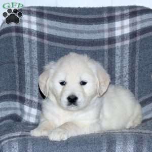 Lavender, English Cream Golden Retriever Puppy