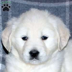 Lavender, English Cream Golden Retriever Puppy