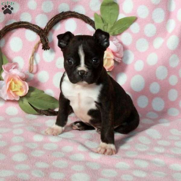 Laverne, Boston Terrier Puppy