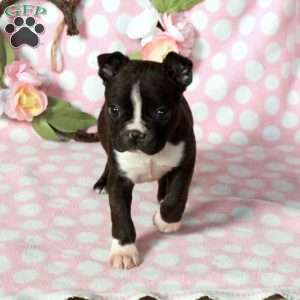 Laverne, Boston Terrier Puppy