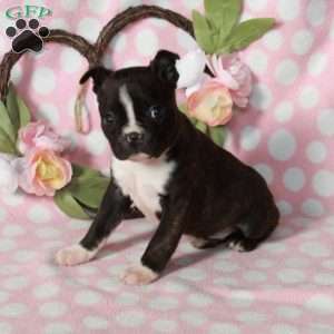 Laverne, Boston Terrier Puppy