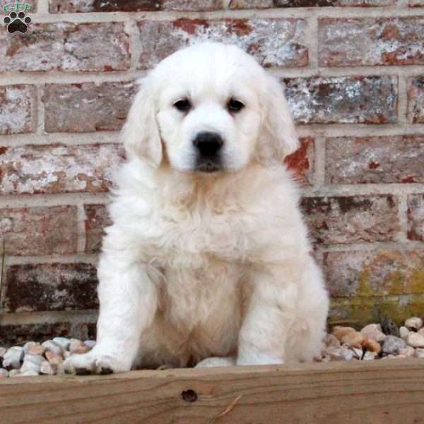 Leaf, English Cream Golden Retriever Puppy