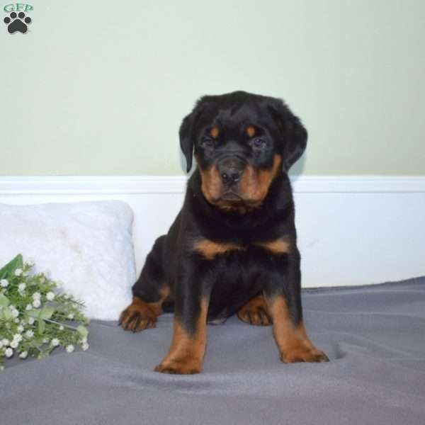 Legend, Rottweiler Puppy