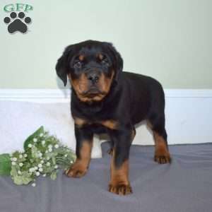 Legend, Rottweiler Puppy