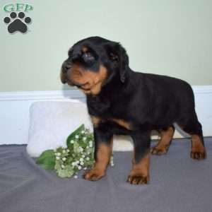 Legend, Rottweiler Puppy