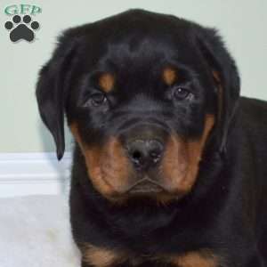 Legend, Rottweiler Puppy