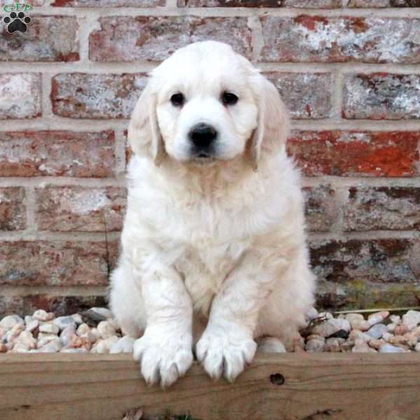 Lena, English Cream Golden Retriever Puppy