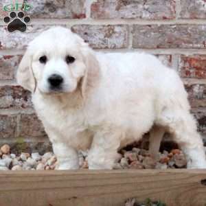 Lena, English Cream Golden Retriever Puppy