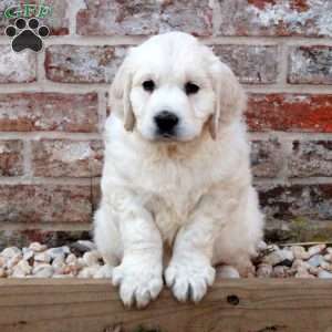 Lena, English Cream Golden Retriever Puppy