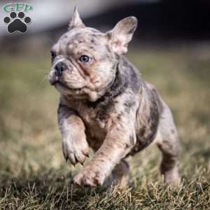 Lenny, Frenchton Puppy