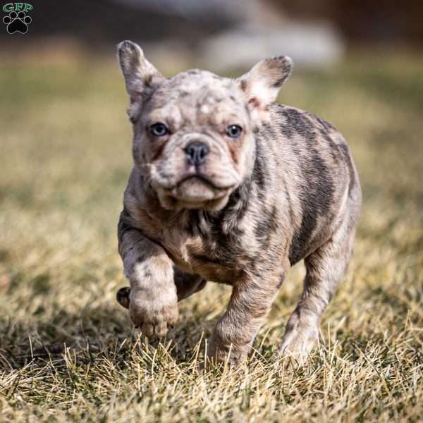 Lenny, Frenchton Puppy