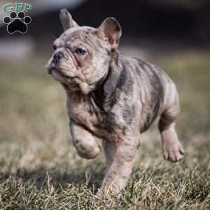 Lenny, Frenchton Puppy