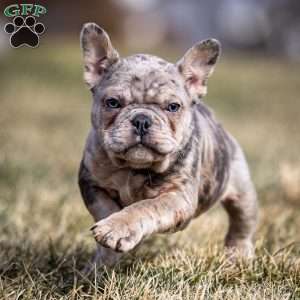 Lenny, Frenchton Puppy