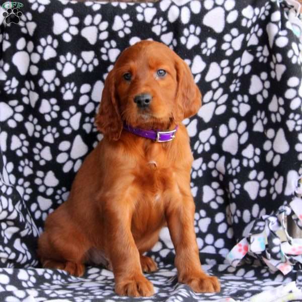 Lenny, Irish Setter Puppy